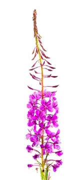 Willow-herb (Ivan-tea) Stock Photos