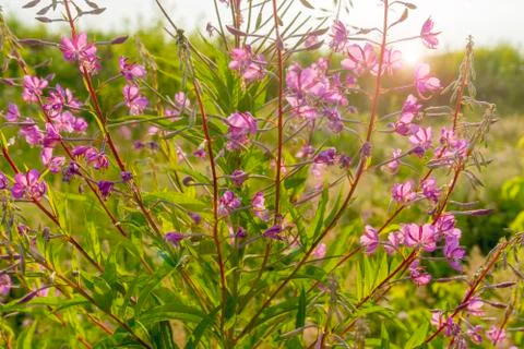 Willow herb Ivan tea in the warm summer light Stock-Fotos