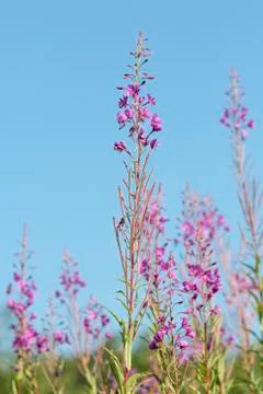 Willow-herb Stock Photos