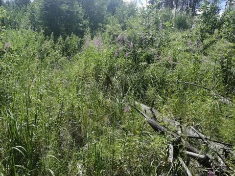 Willow-herb Foto stock