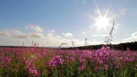 Willow-herb on a summer meadow in clear weather 스톡 동영상 91069167