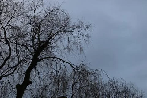 Willow III Foto stock