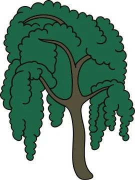 Willow Stock Illustration