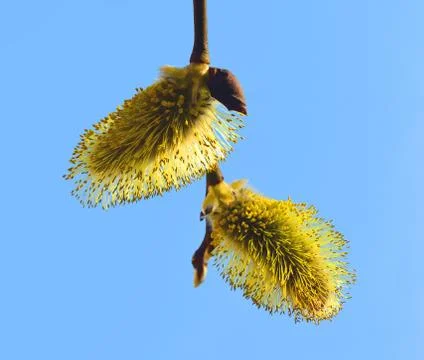 Willow inflorescence Stock Photos
