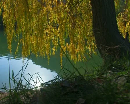 Willow by the lake.  #58 Stock Footage 10739475