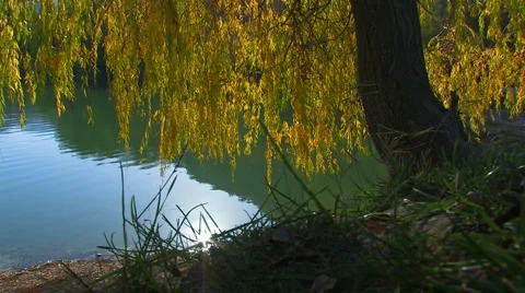 Willow by the lake.  Stock-Footage 923256