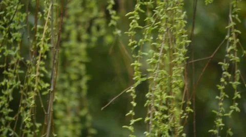 Willow leaf in spring Video stock 63476388