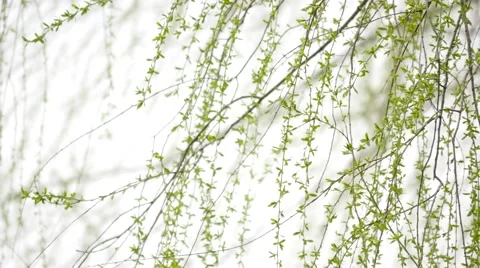 Willow leaf in spring Stock Footage 63476621