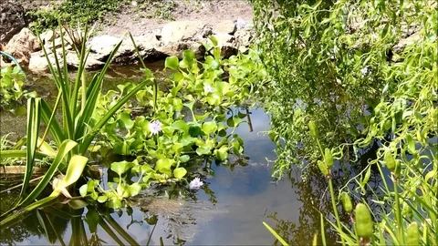 Willow leaning over a pond with water lilies Stock Footage 77861564