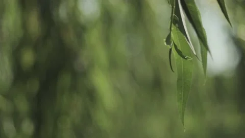 Willow leave moved by wind at summer Stock Footage 136959990