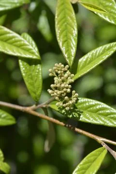 Willow-leaved cotoneaster Stock Photos
