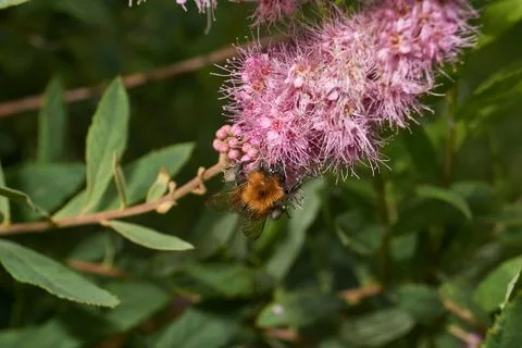 Willow-leaved spiraea (lat. Spiraea salicifolia). Stock Photos