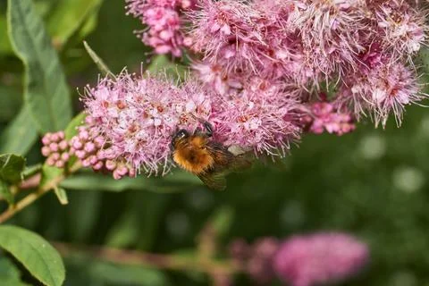 Willow-leaved spiraea (lat. Spiraea salicifolia). Stock Photos