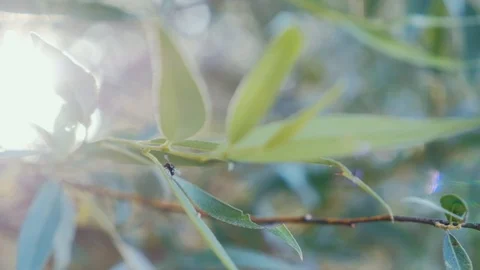 Willow leaves and a small insect on the tree, shot against the sun Video stock 111763580