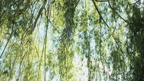 Willow leaves backlit, hand held shot Видео 137816267