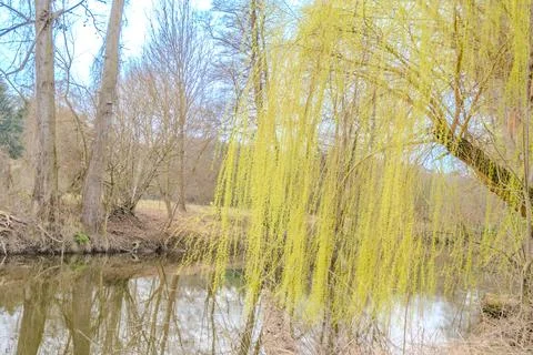 Willow leaves bloom in early spring near the Berunka River. Nature conservation Stock Photos