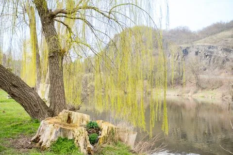Willow leaves bloom in early spring near the Berunka River. Nature conservation Stock Photos