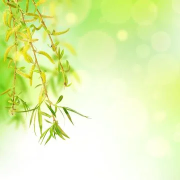 Willow leaves close-up, Easter background. Stock Photos