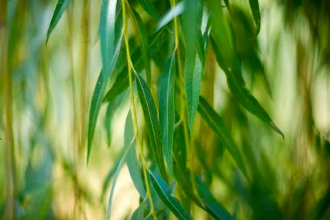 Willow leaves close up Stock Photos