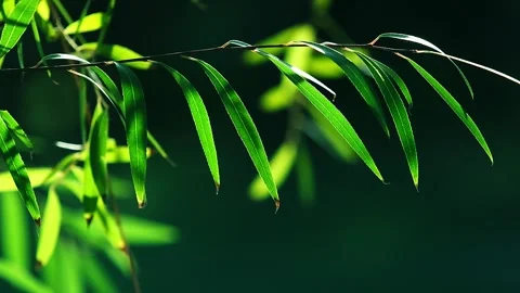 Willow leaves flutter in the sun Vídeo Stock 259545572