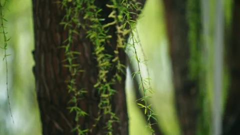 The willow leaves flutter, the willow tree sprouts, the wicker grows new lea Stock Footage 256900172