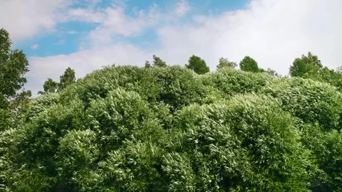 Willow leaves flutter in the wind. Video stock 336975633