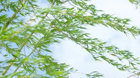 Willow leaves fluttering in the wind 動画素材 257289185
