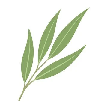 Willow Leaves Illustration Vector Template Illustrazione stock
