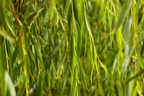 Willow leaves Stock Photos