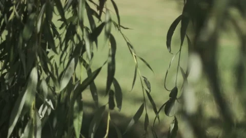 Willow leaves really subtely moved by wind at summer Stock Footage 136960201