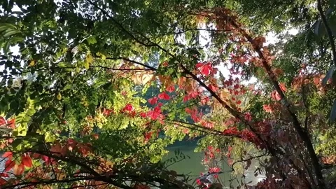 Willow leaves rust in the wind Stock Footage 141710245