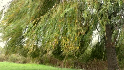 Willow leaves tree - wind - autumnal background with green meadow and reeds Stock Footage 141745226