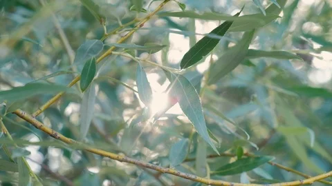 Willow leaves in the wind against the sun Video stock 111763658
