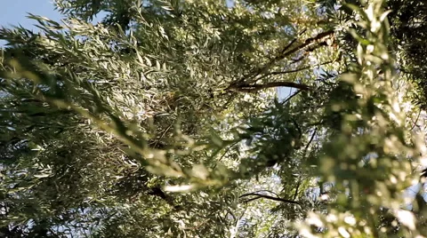 Willow leaves in the wind Stock Footage 46838504