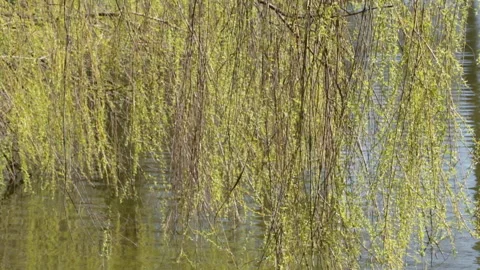 Willow leaves in the wind 库存影片 154607885