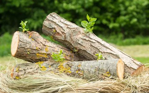 Willow logs that sprouted in spring.... willow logs that sprouted in spring.. Fotos Stock