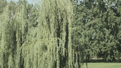 Willow moved by wind at summer Stock Footage 136960222