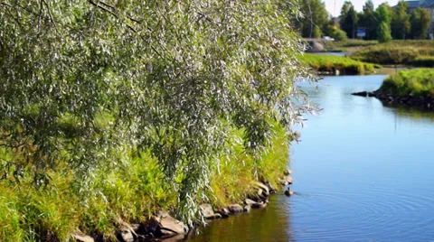 Willow near the river Stock Footage 30367884