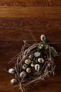 Willow nest with quail eggs on the dark wooden background, top view, close-up Stock Photos