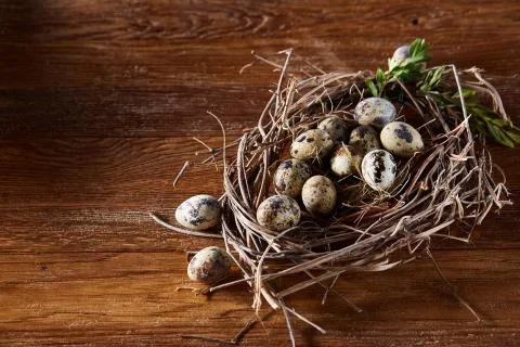 Willow nest with quail eggs on the dark wooden background, top view, close-up Stock Photos
