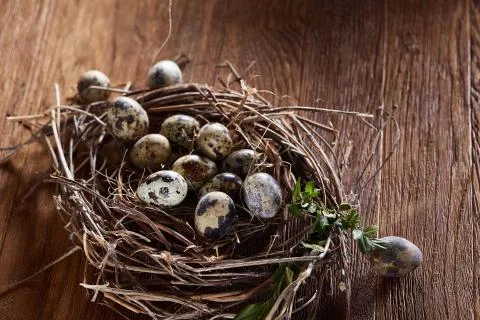 Willow nest with quail eggs on the dark wooden background, top view, close-up Stock Photos