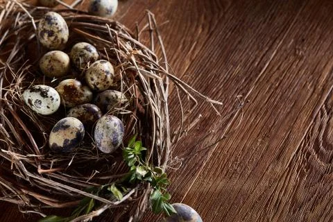 Willow nest with quail eggs on the dark wooden background, top view, close-up Stock Photos