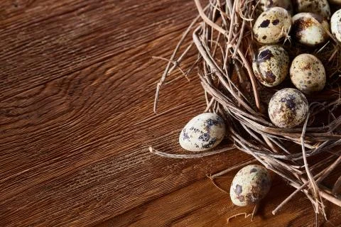 Willow nest with quail eggs on the dark wooden background, top view, close-up 스톡 사진