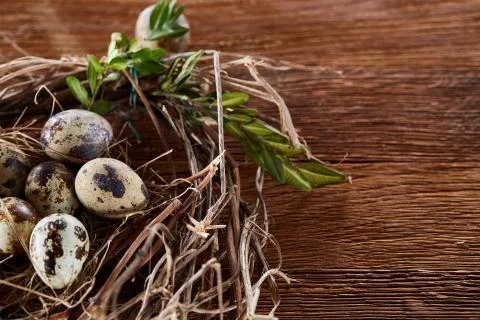 Willow nest with quail eggs on the dark wooden background, top view, close-up Stock Photos