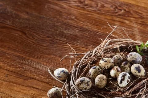 Willow nest with quail eggs on the dark wooden background, top view, close-up 스톡 사진