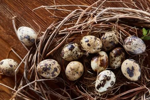 Willow nest with quail eggs on the dark wooden background, top view, close-up Stock Photos