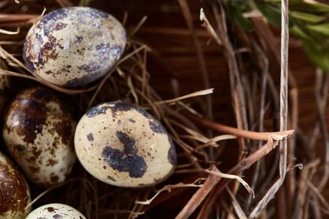Willow nest with quail eggs on the dark wooden background, top view, close-up 스톡 사진