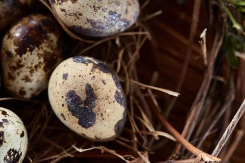 Willow nest with quail eggs on the dark wooden background, top view, close-up Stock Photos