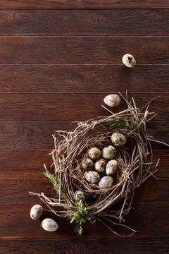 Willow nest with quail eggs on the dark wooden background, top view, close-up Foto stock