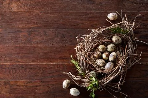 Willow nest with quail eggs on the dark wooden background, top view, close-up 스톡 사진